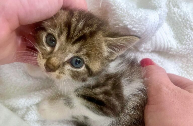 Paws, Claws, and Human Hands: The Heartbeat of Cat Cache